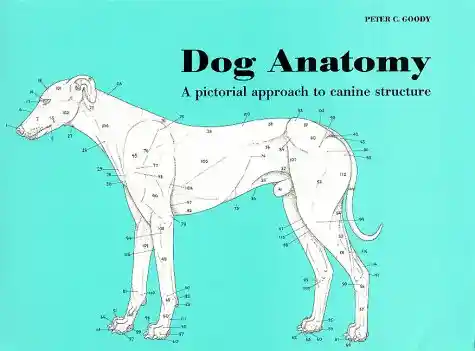 Dynamic Duos Poster Book